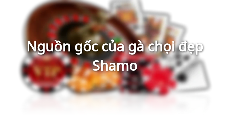 Nguồn gốc của gà Shamo